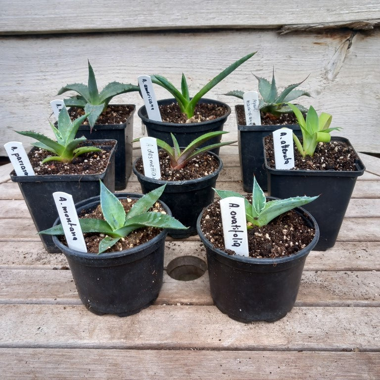 Starterskit small agave