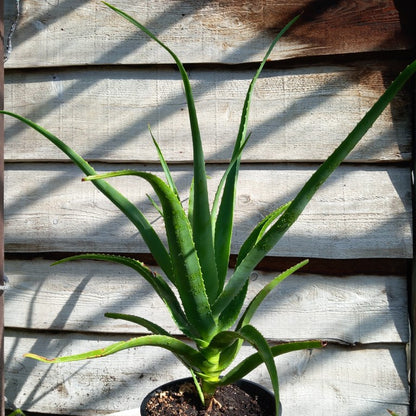 Aloe helenae
