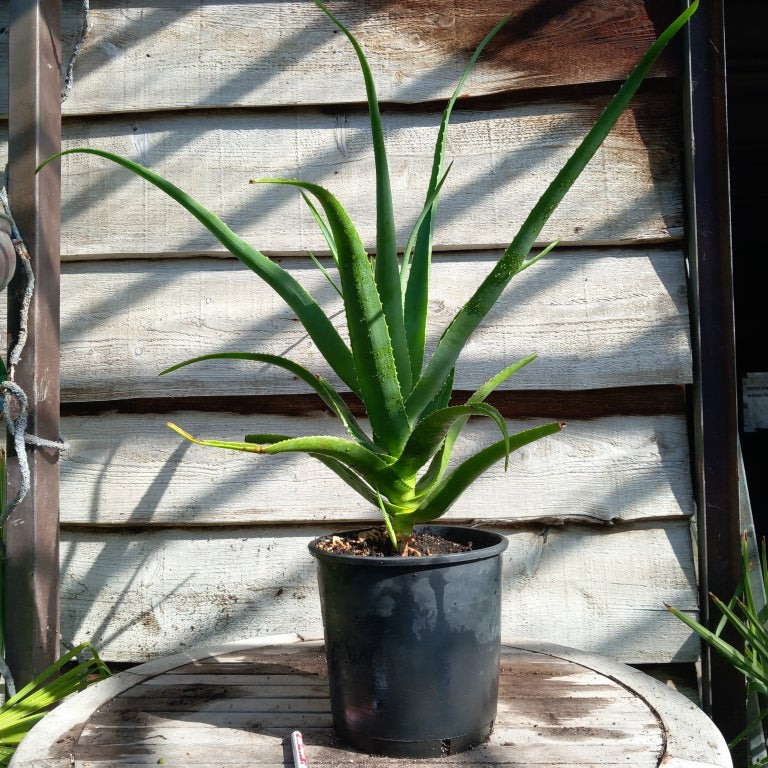 Aloe helenae