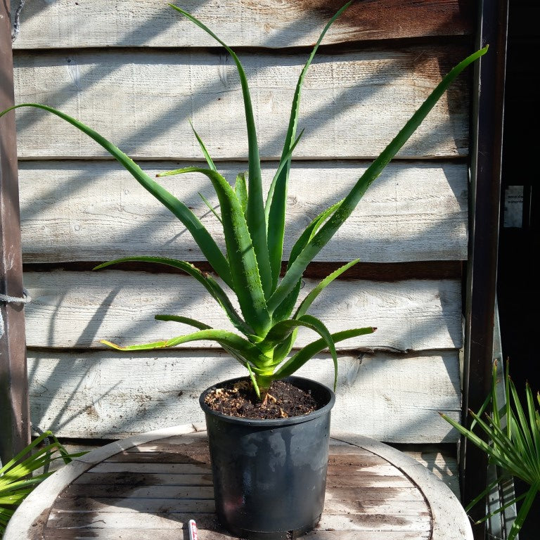 Aloe helenae