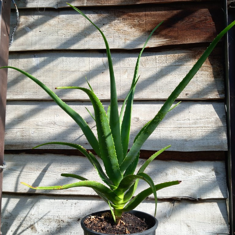 Aloe helenae