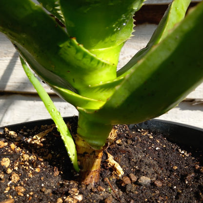 Aloe helenae