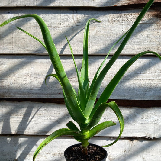 Aloe helenae