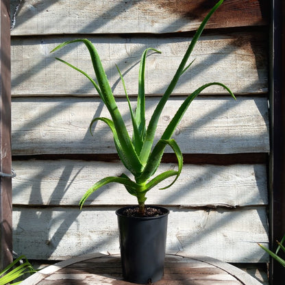 Aloe helenae