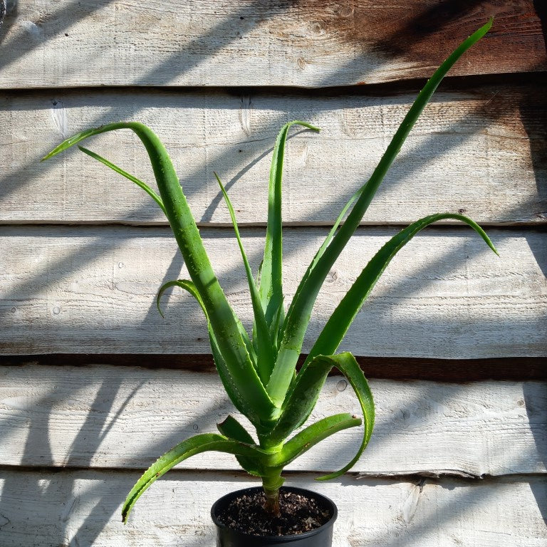 Aloe helenae