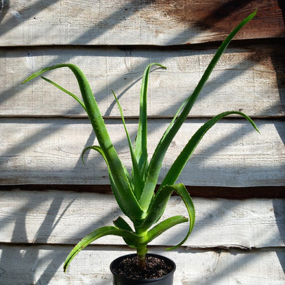 Aloe helenae