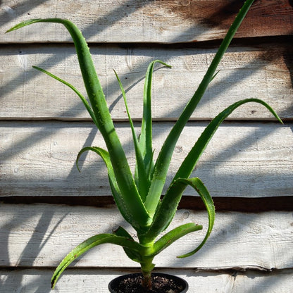 Aloe helenae