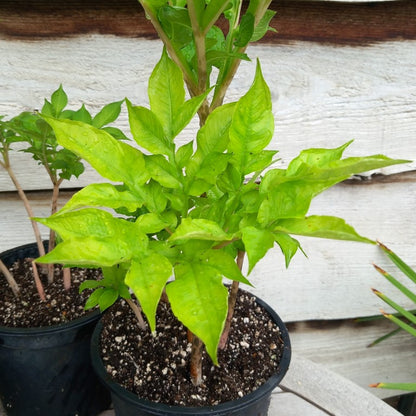 Amorphophallus konjac