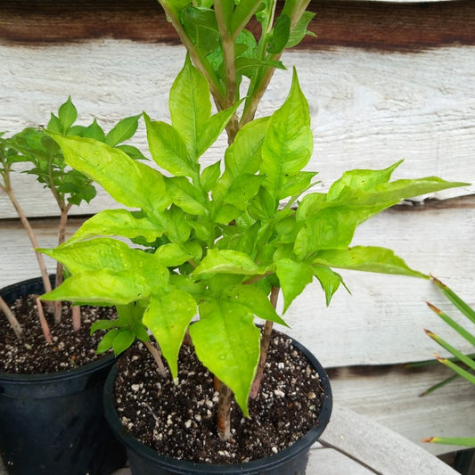 Amorphophallus konjac