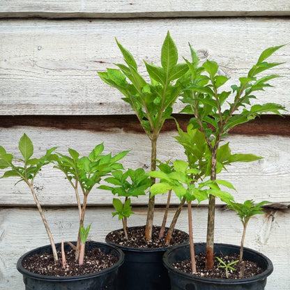 Amorphophallus konjac