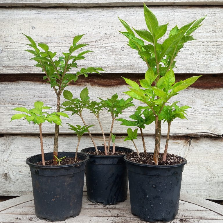 Amorphophallus konjac