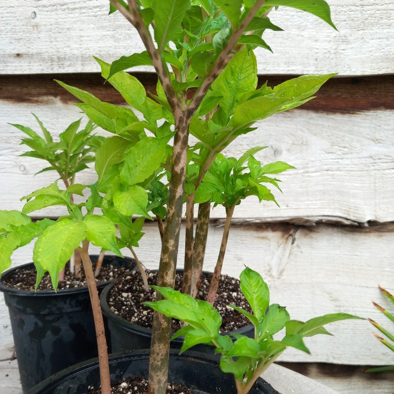 Amorphophallus konjac