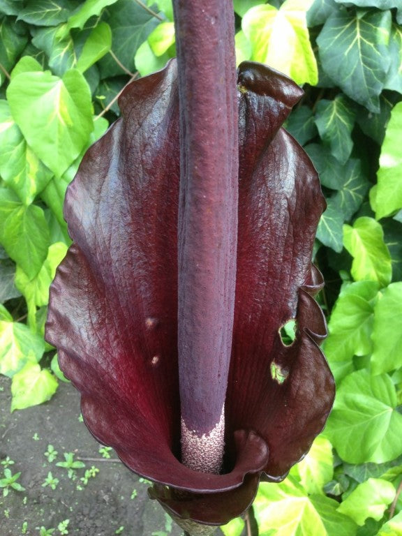 Amorphophallus konjac flower