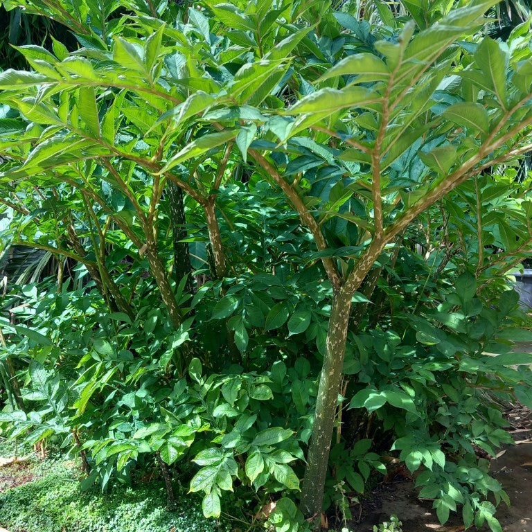 Amorphophallus konjac group