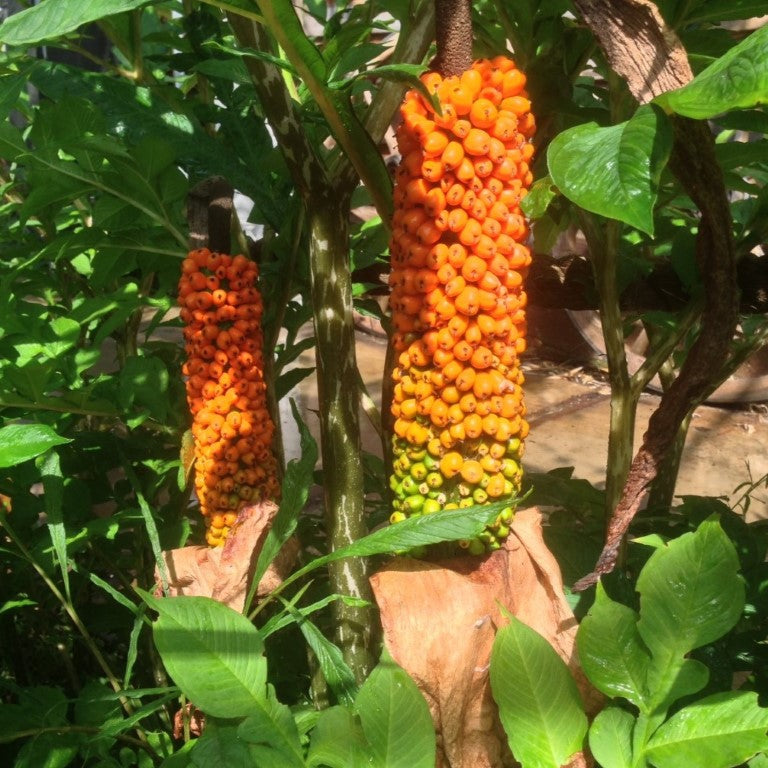 Amorphophallus konjac seeds