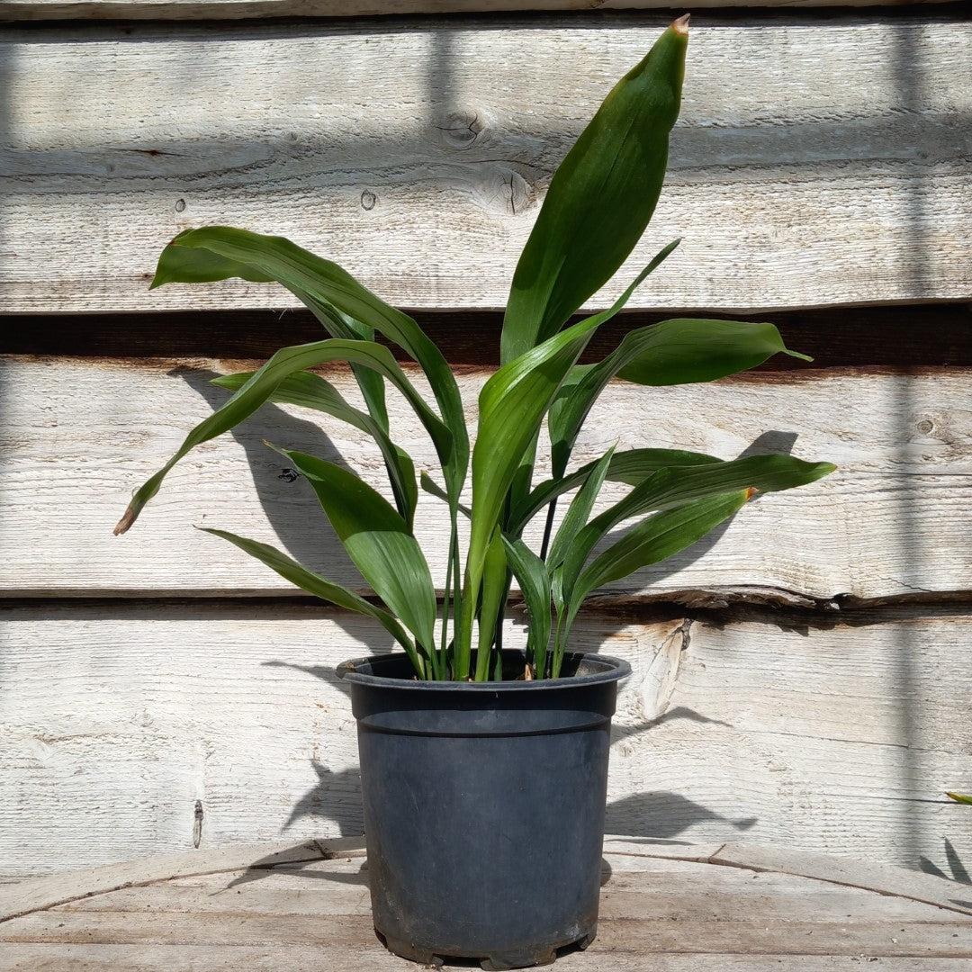 Aspidistra elatior, total 60+ cm, pot Ø 17 cm