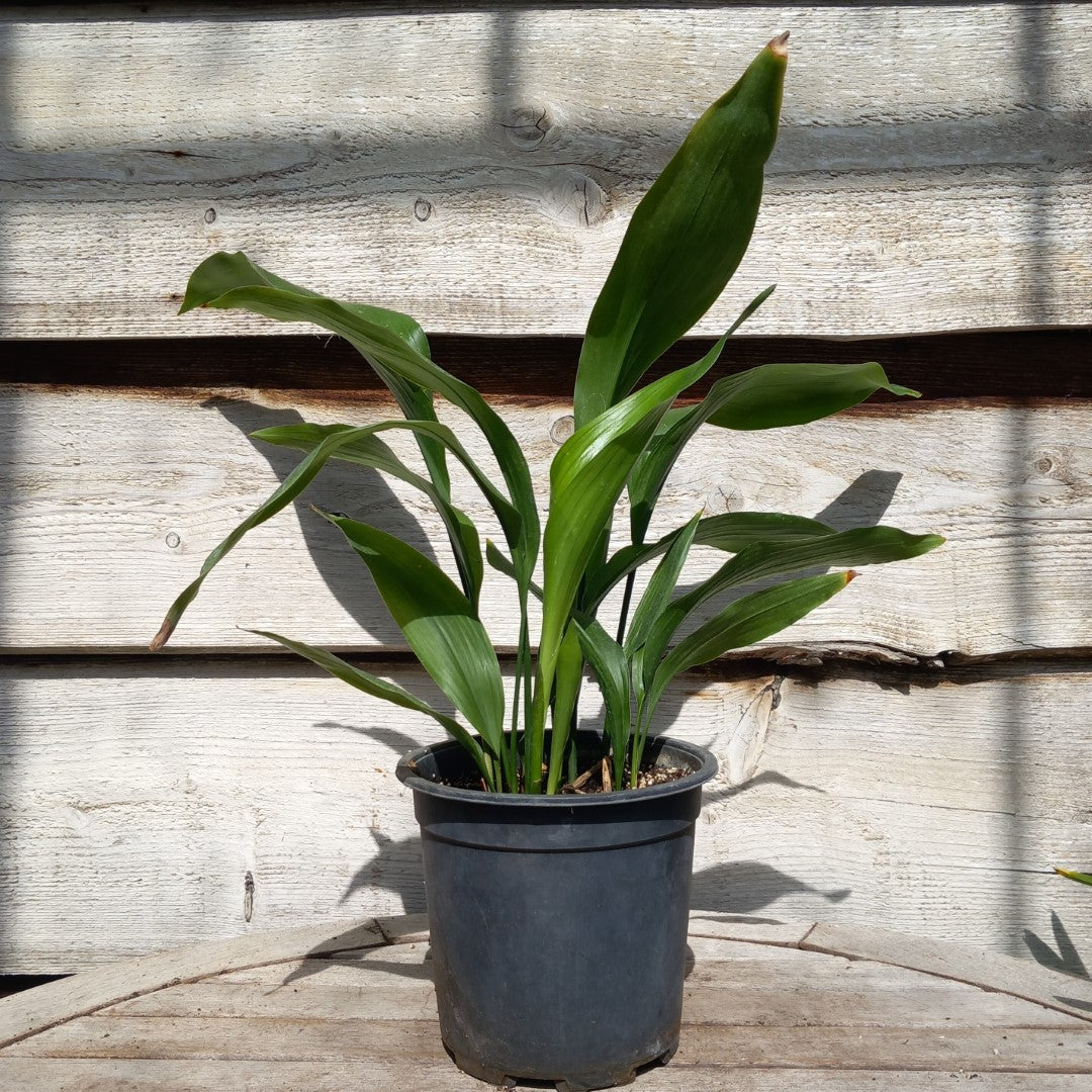 Aspidistra elatior, total 60+ cm, pot Ø 17 cm