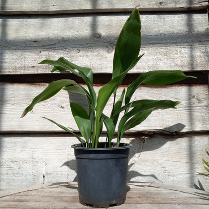 Aspidistra elatior, total 60+ cm, pot Ø 17 cm
