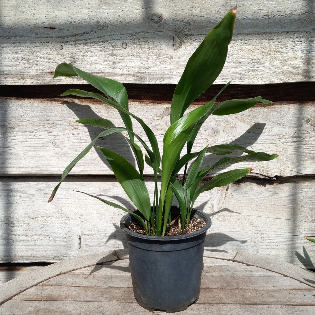 Aspidistra elatior, total 60+ cm, pot Ø 17 cm