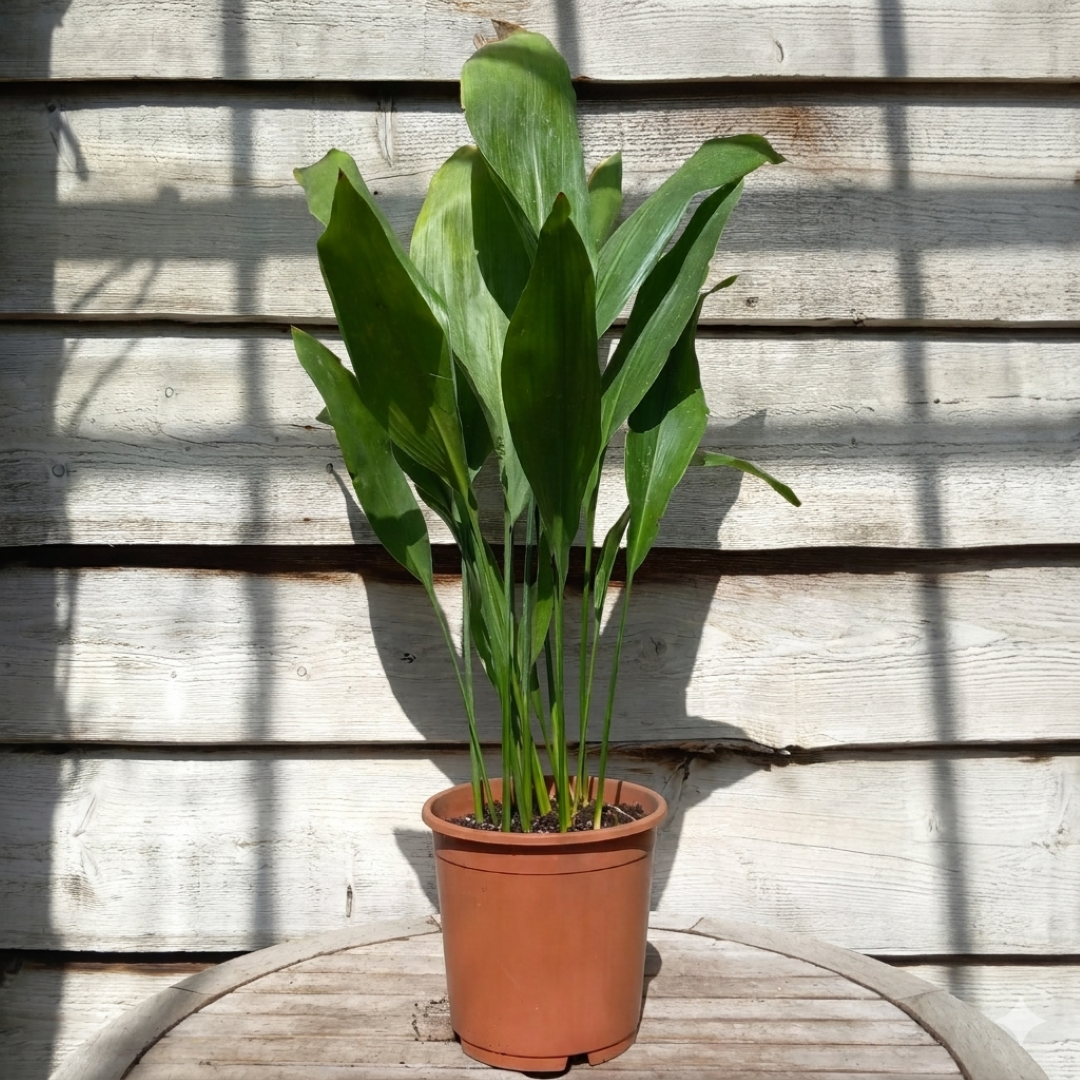 Aspidistra elatior, total 80-100 cm, pot Ø 21 cm