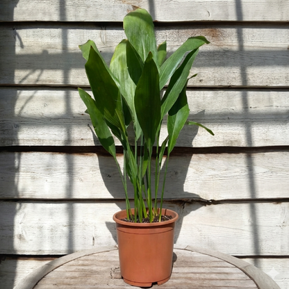 Aspidistra elatior, total 80-100 cm, pot Ø 21 cm