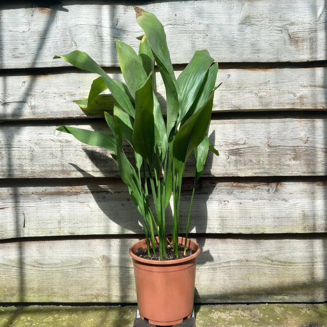 Aspidistra elatior, total 80-100 cm, pot Ø 21 cm