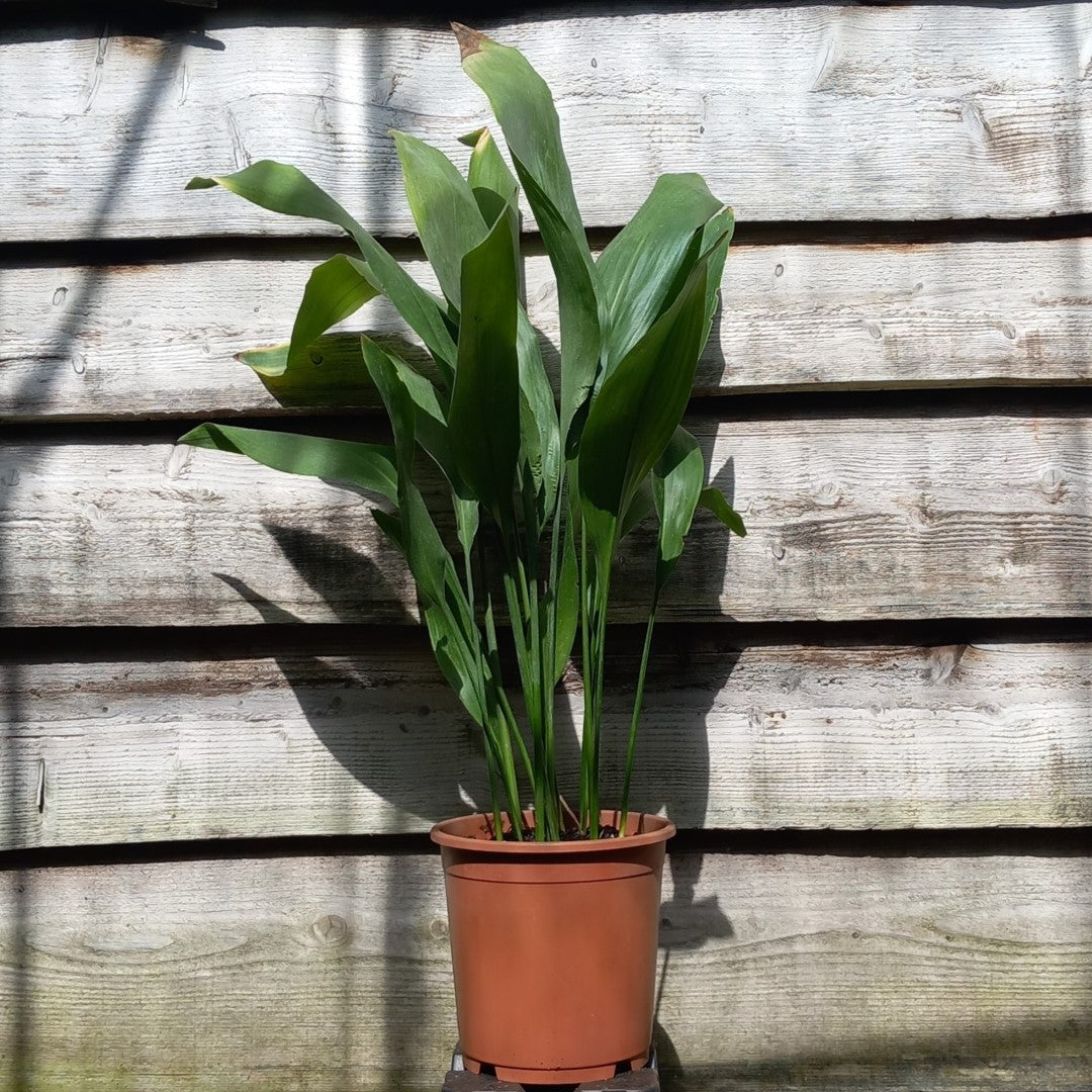 Aspidistra elatior, total 80-100 cm, pot Ø 21 cm