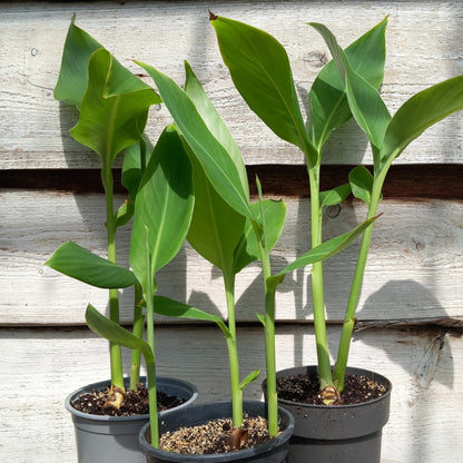 Canna tuerckheimii, 2-3 plants per pot, pot Ø 14 cm