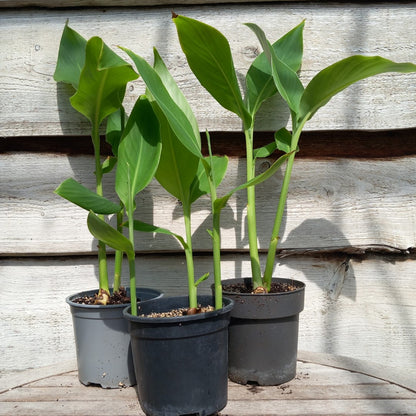 Canna tuerckheimii, 2-3 plants per pot, pot Ø 14 cm