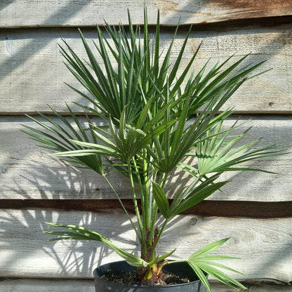 Chamaerops humilis, total 80-90 cm, pot Ø 27 cm