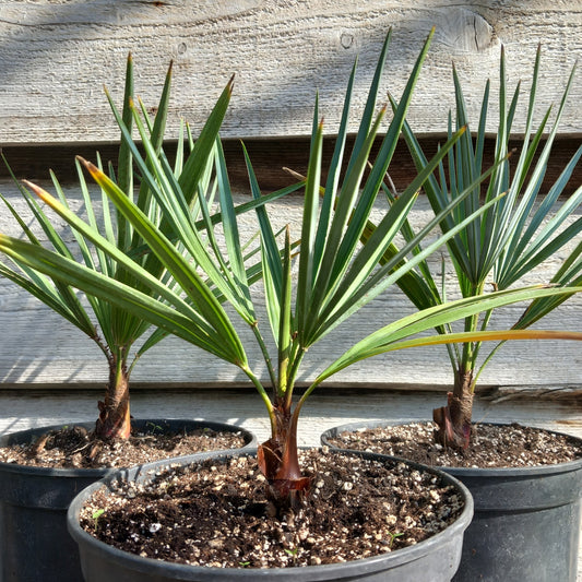 Chamaerops humilis cerifera, pot 19 cm