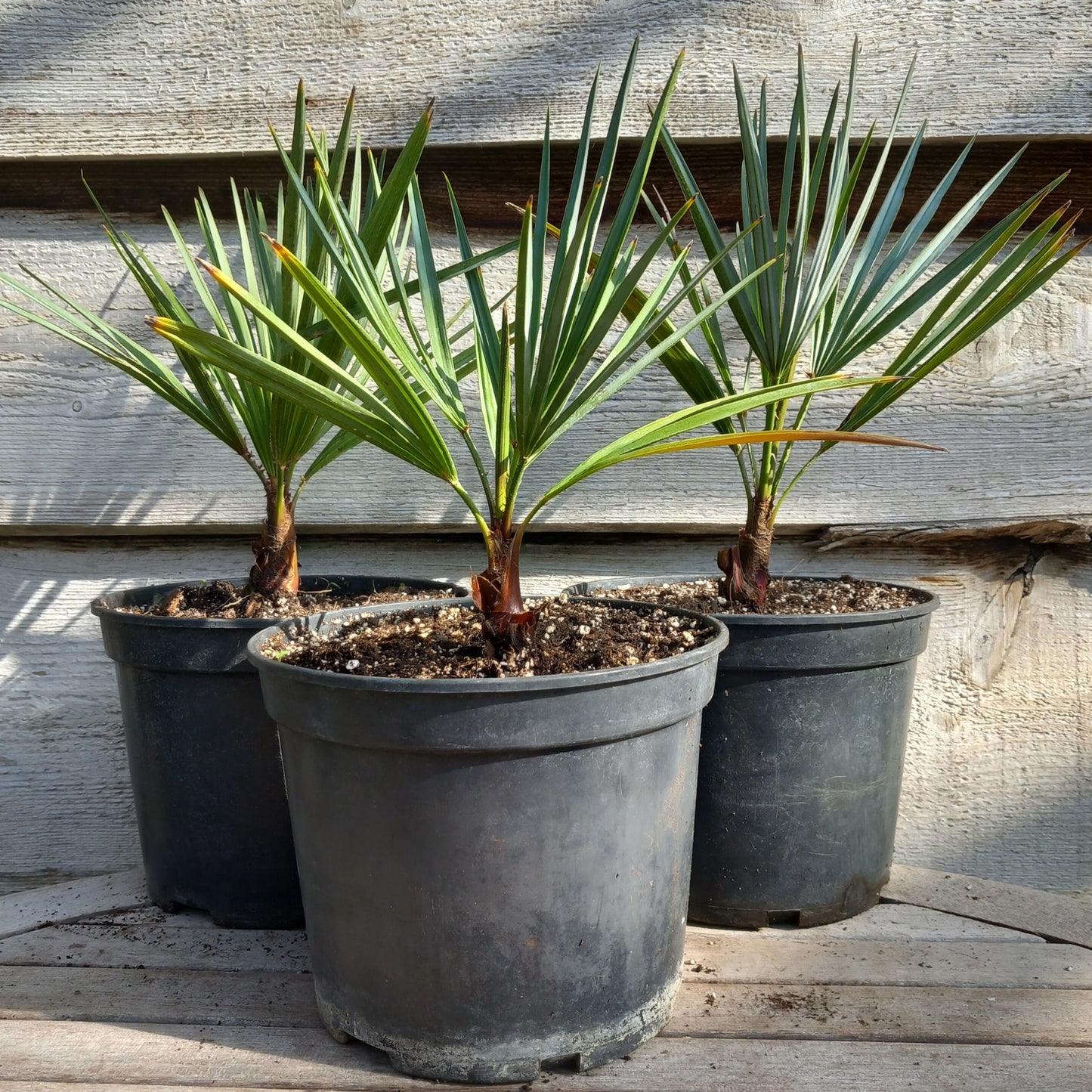 Chamaerops humilis cerifera, pot 19 cm