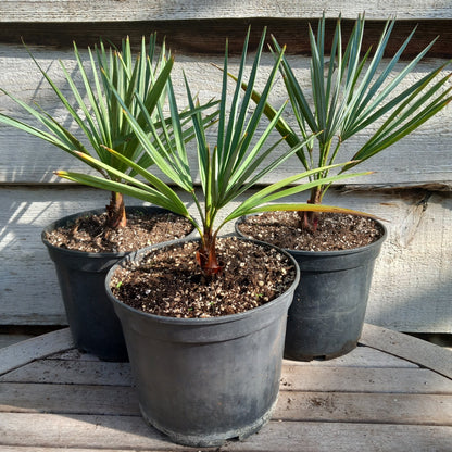 Chamaerops humilis cerifera, pot 19 cm