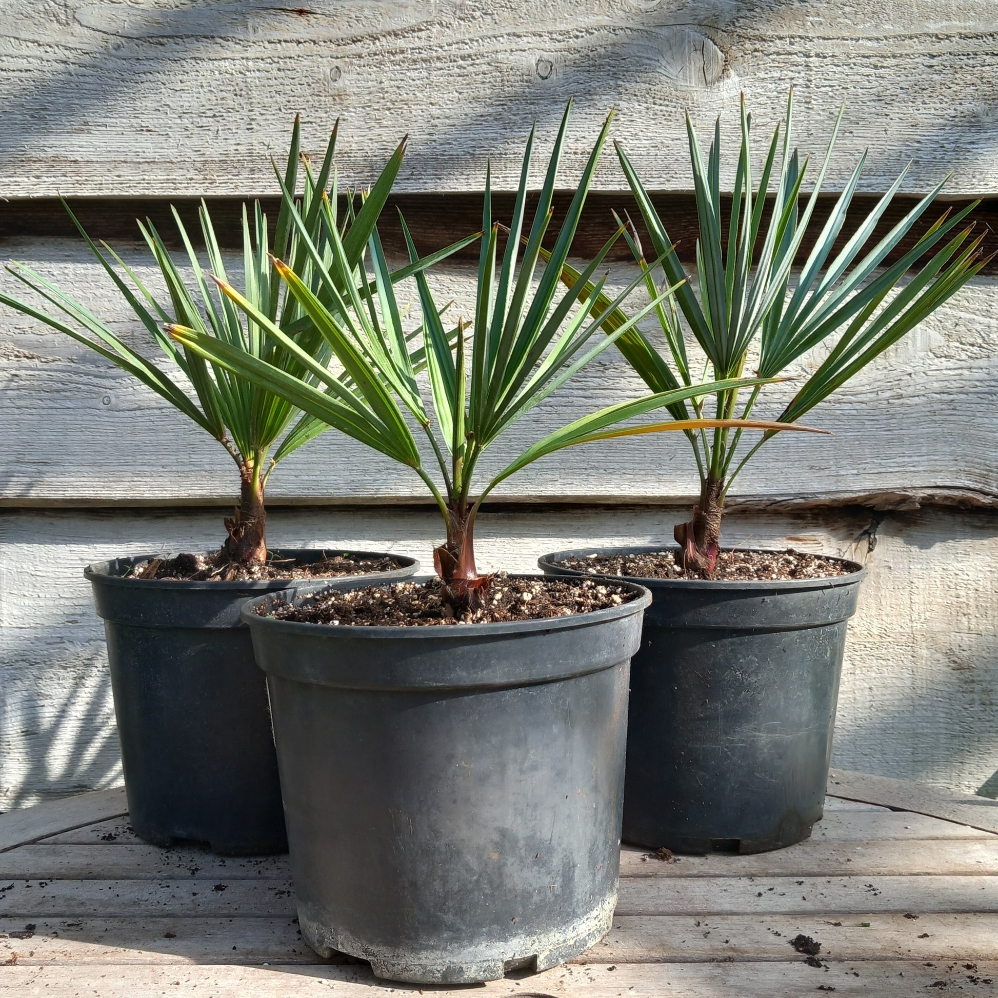 Chamaerops humilis cerifera, pot 19 cm