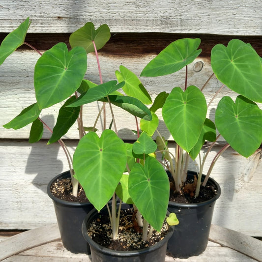 Colocasia esculenta "Pink China", multiple plants, pot Ø 13 cm