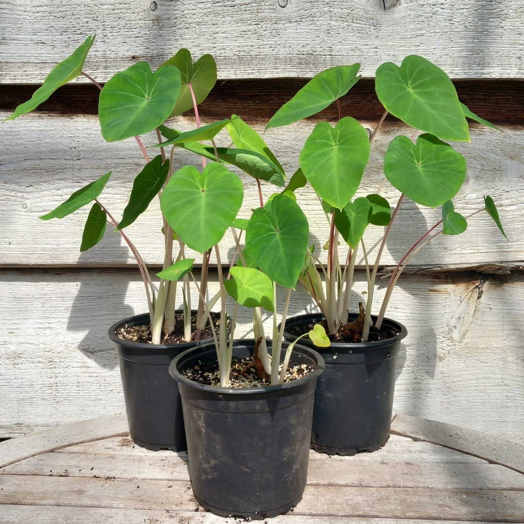 Colocasia esculenta "Pink China", multiple plants, pot Ø 13 cm