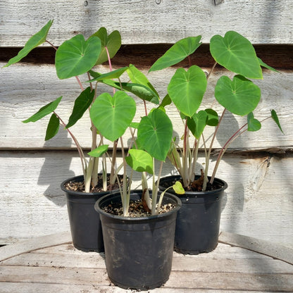 Colocasia esculenta "Pink China", multiple plants, pot Ø 13 cm