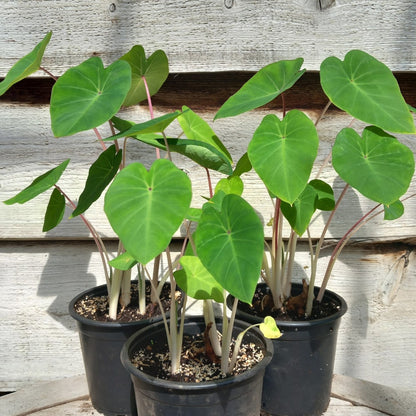 Colocasia esculenta "Pink China", multiple plants, pot Ø 13 cm