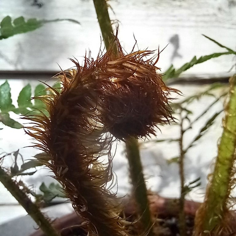 Cyathea New Caledonian, pot 17 cm