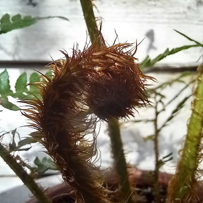 Cyathea New Caledonian, pot 17 cm