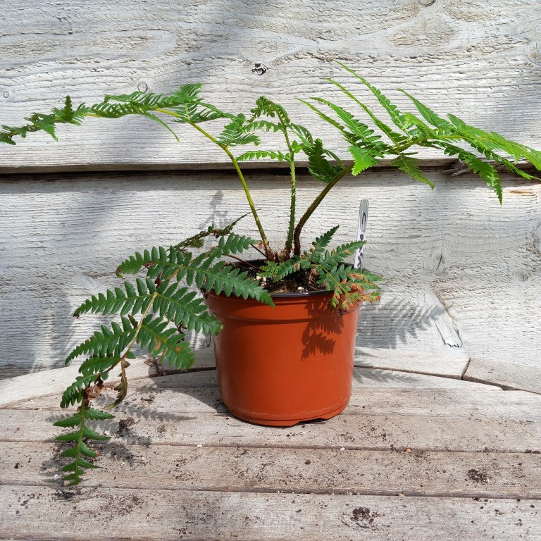 Cyathea australis, 13 cm pot