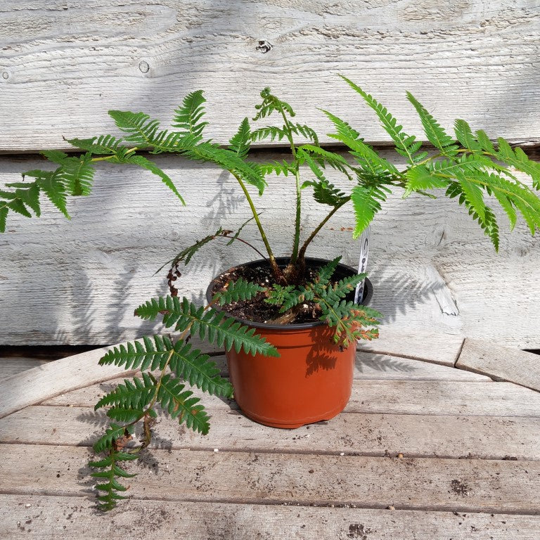 Cyathea australis, 13 cm pot