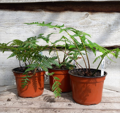 Cyathea australis, 13 cm pot