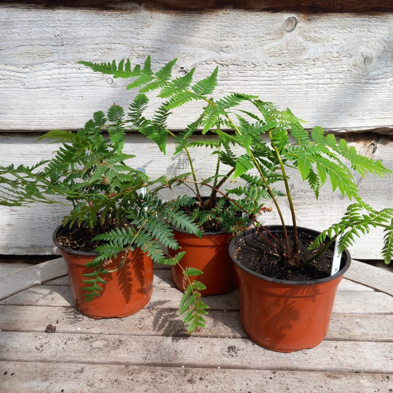 Cyathea australis, 13 cm pot