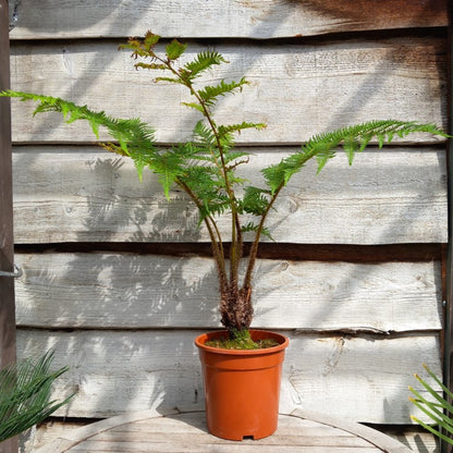 Cyathea cooperi, stem 10 cm, total 100 cm (No. 1)