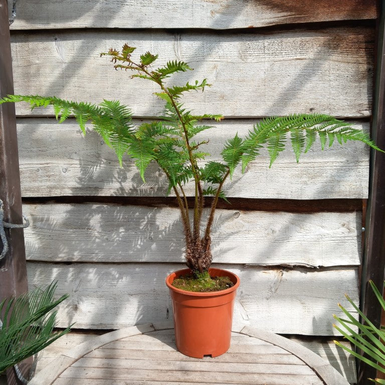 Cyathea cooperi, stem 10 cm, total 100 cm (No. 1)