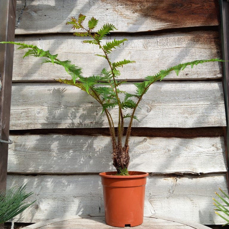 Cyathea cooperi, stem 10 cm, total 100 cm (No. 1)