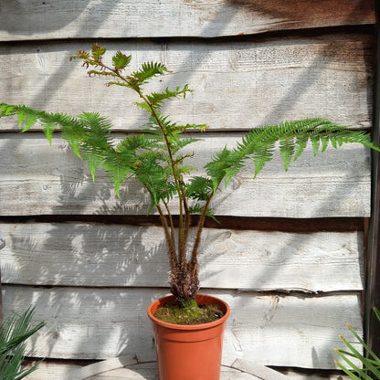 Cyathea cooperi, stem 10 cm, total 100 cm (No. 1)
