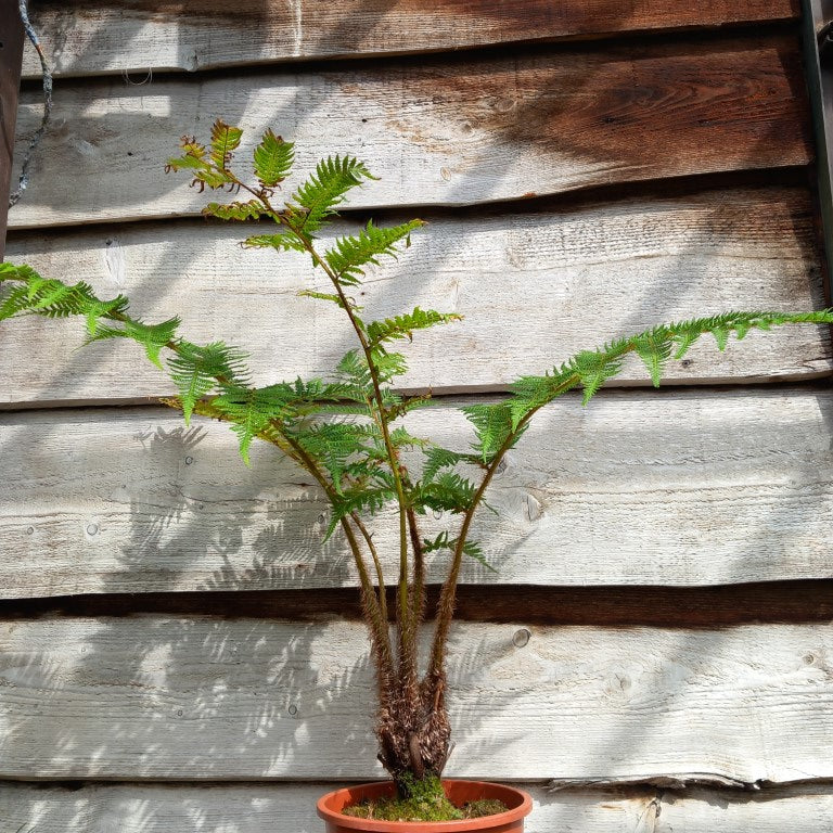 Cyathea cooperi, stem 10 cm, total 100 cm (No. 1)