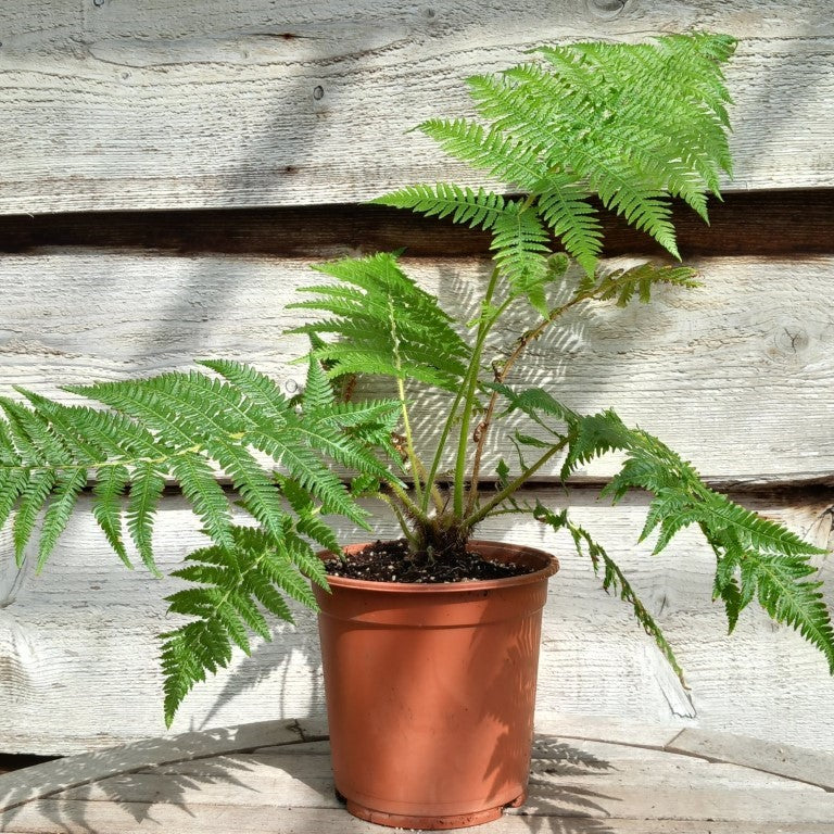 Cyathea cooperi, pot 17 cm